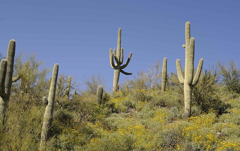 Saguaro Cactus Adds Iconic Desert Structure