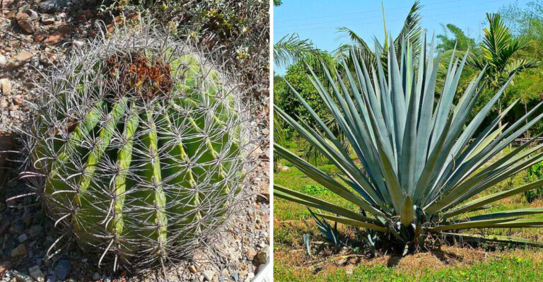 10 Cacti And Agaves To Plant In April In Arizona For Strong Root Growth