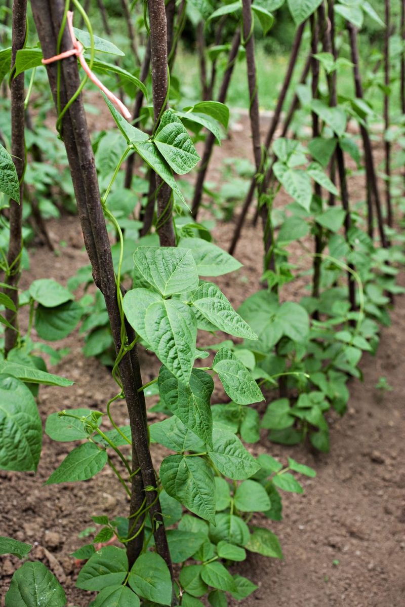 Pole Beans Climb Fast And Keep Producing