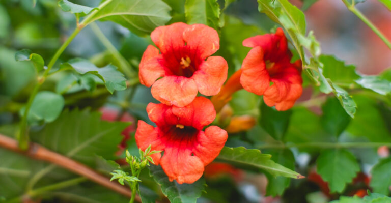 10 Climbing Plants To Start In April In Georgia For Fences And Trellises