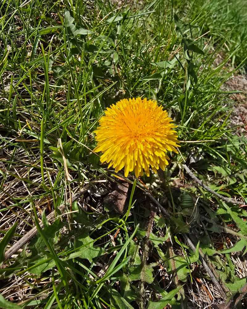 Dandelion