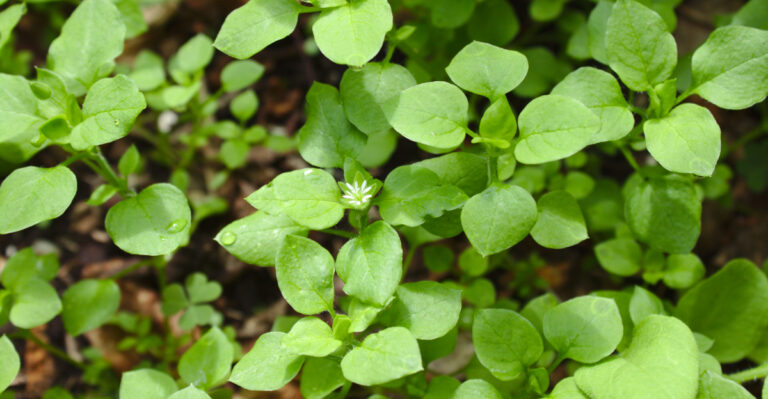 10 Common California Garden Weeds You Can Actually Eat