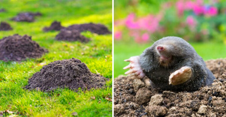 10 Common Mistakes Texas Homeowners Make That Attract Moles To Their Yard