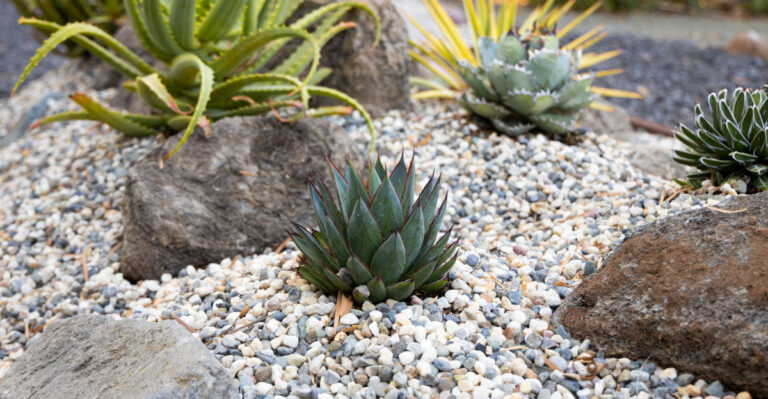 10 Desert-Friendly Backyard Ideas That Work In Arizona Heat