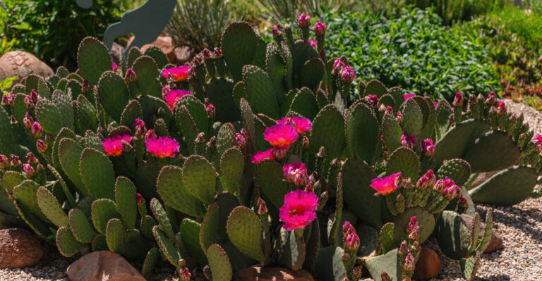 beavertail cactus