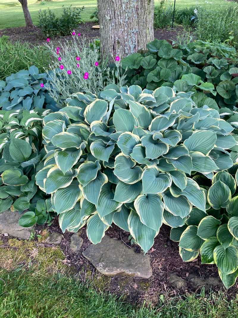 Hostas Fill Shady Spaces With Lush Growth