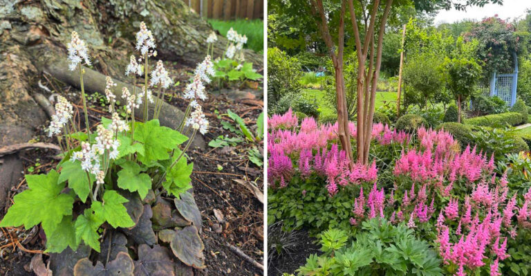 10 Easy Flowers Ohio Gardeners Can Grow Around Trees