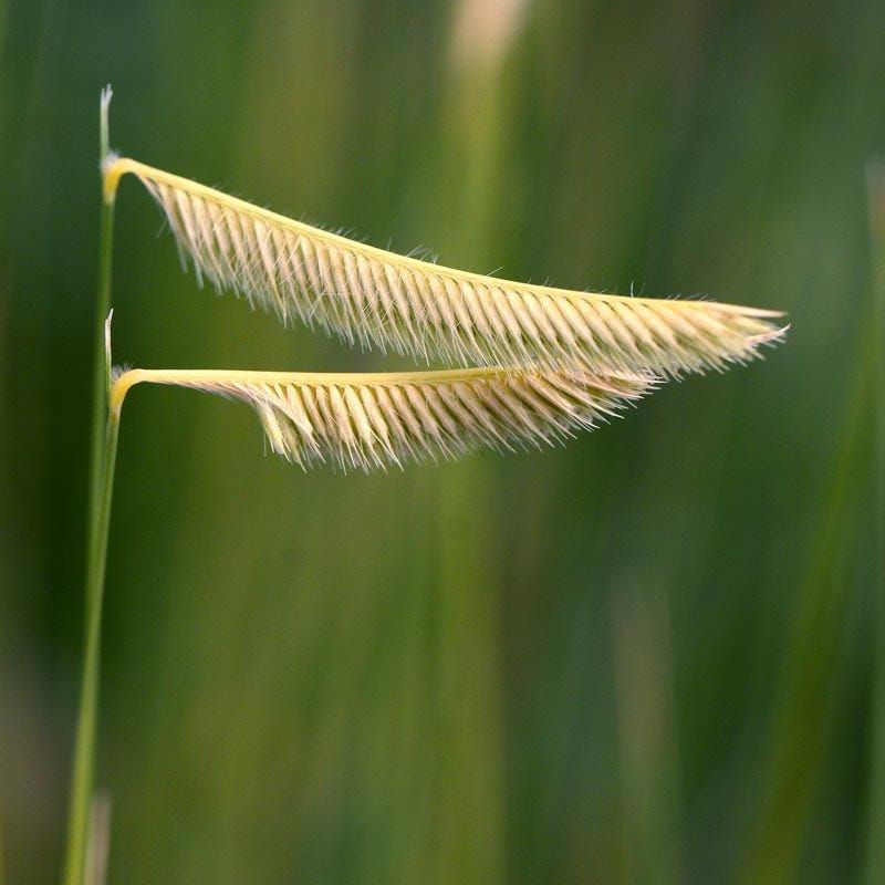 Blue Grama Grass