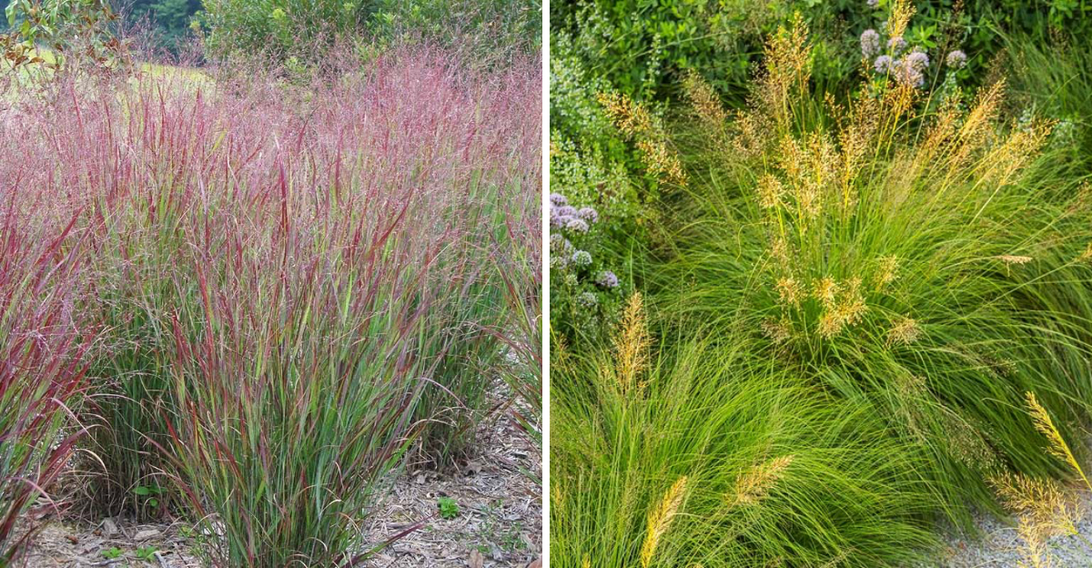 Switchgrass and prairie dropseed