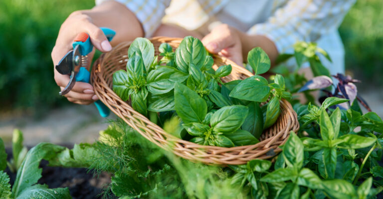 10 Easy Steps To Grow Basil From Seed In California For A Summer-Long Harvest