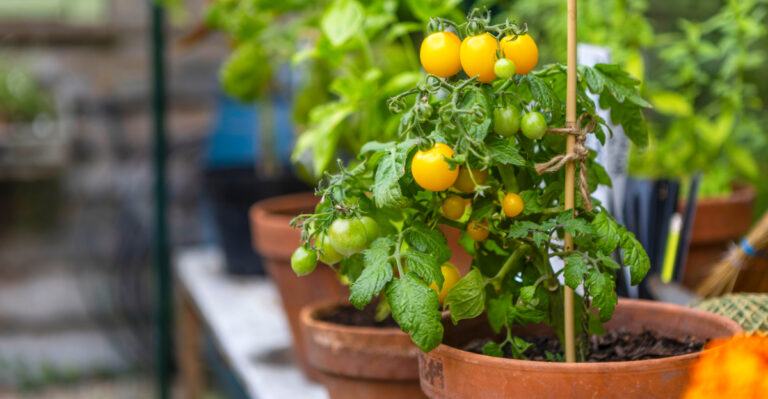 cherry tomatoes in a pot