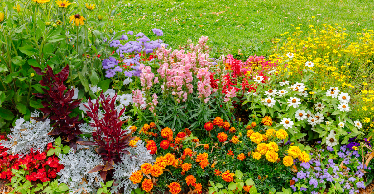 flower bed