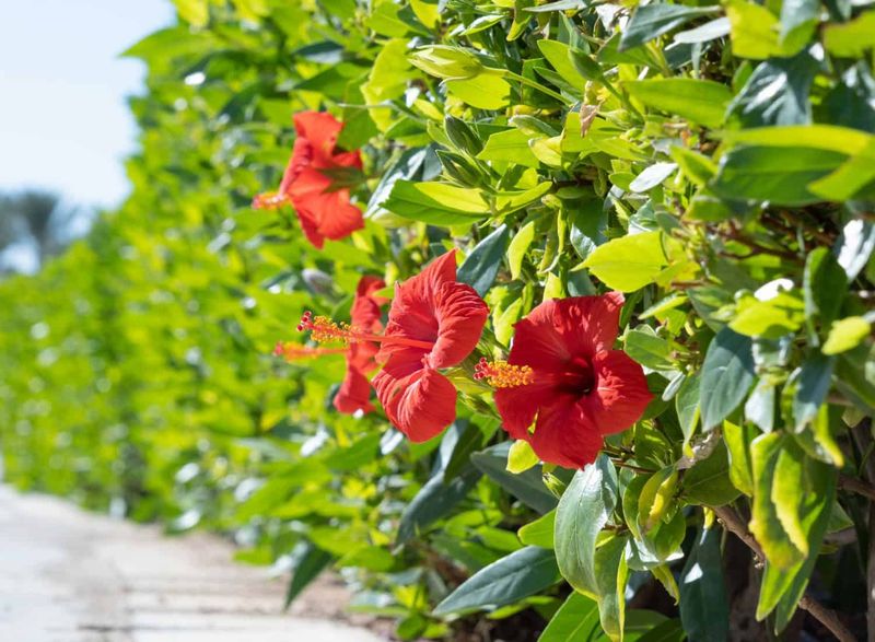 Hibiscus Brings Bold Tropical Color To Privacy Hedges