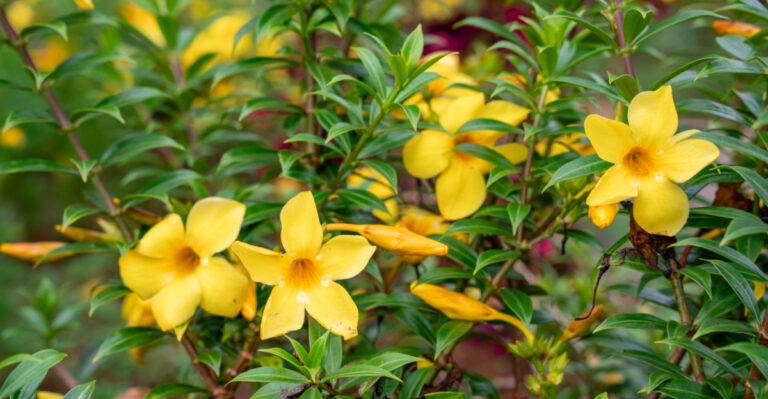 10 Flowering Plants That Create Privacy In Florida Gardens
