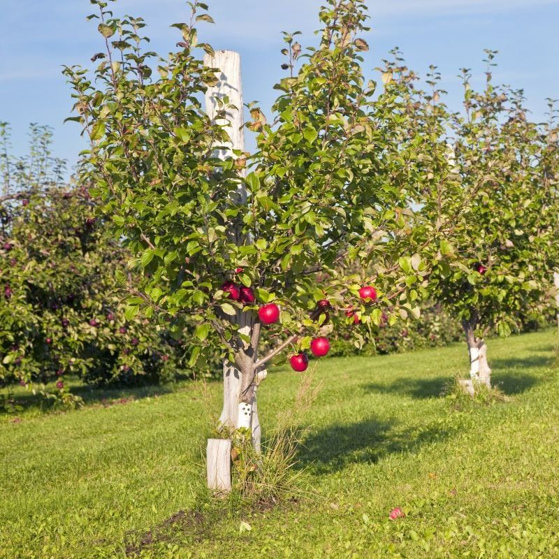 Apple Trees That Bring Classic Michigan Flavor To Your Backyard