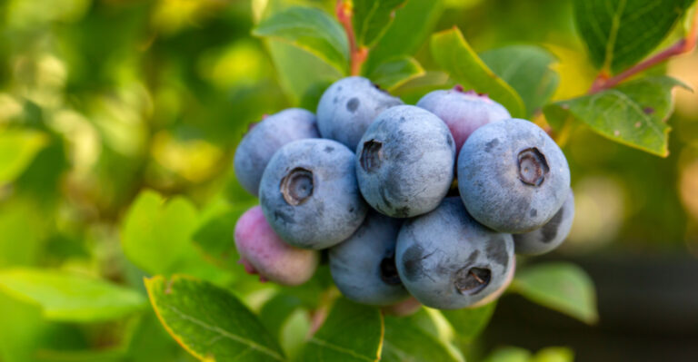 blueberry plant