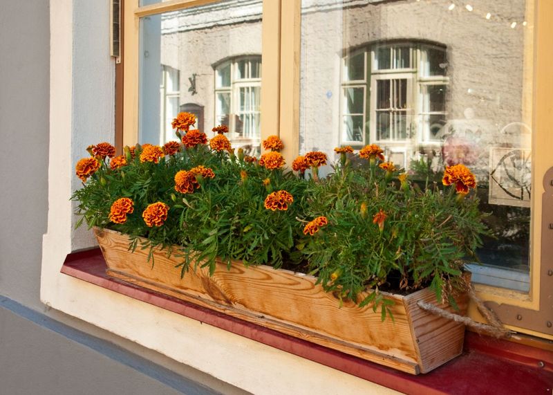 Marigolds For Sunny Golden Cheer