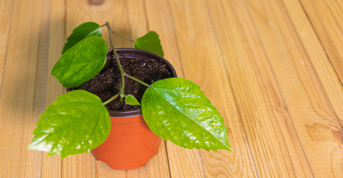 hibiscus cutting propagation