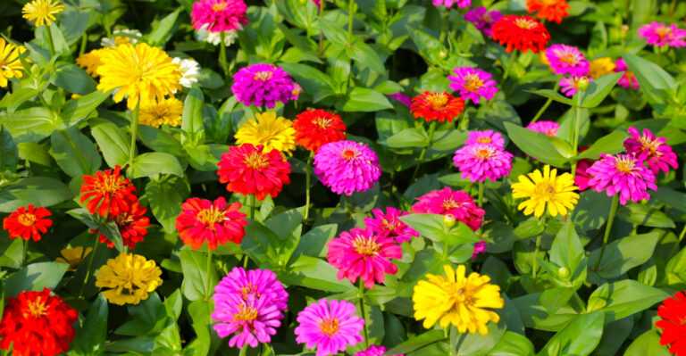 10 Heat-Loving Flowers To Plant In April In Arizona For Summer Color