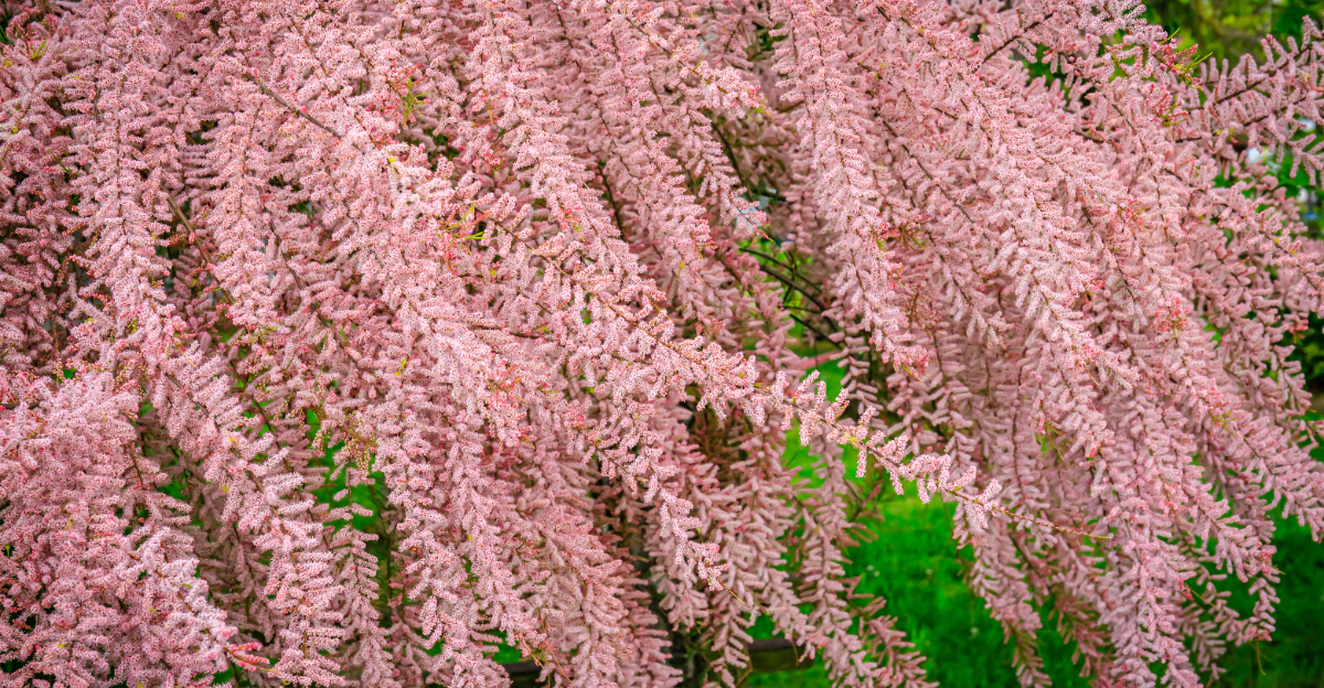 tamarisk