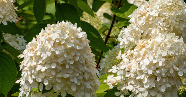 panicle hydrangea