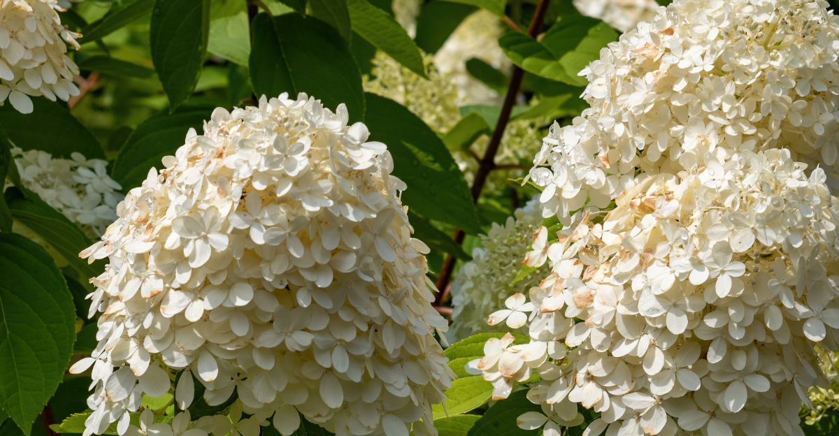 panicle hydrangea