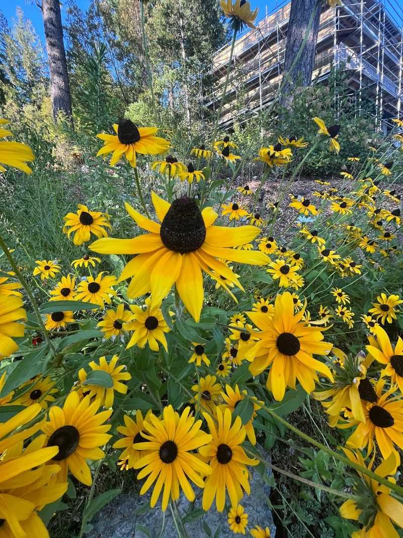 Black Eyed Susan Brings Easy Summer Color