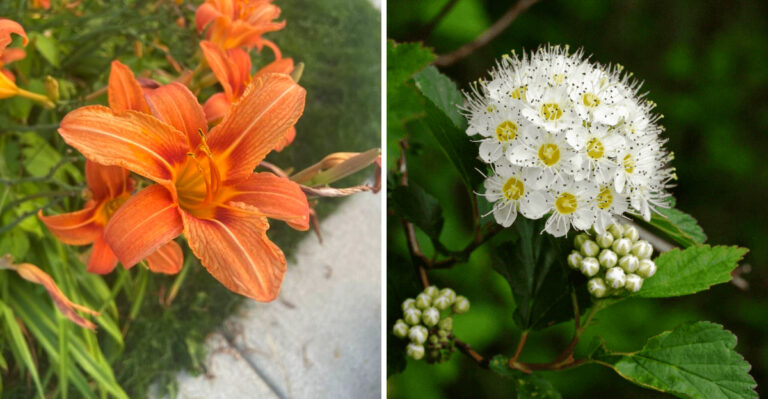 10 Low-Maintenance Plants Perfect For Michigan Landscapes