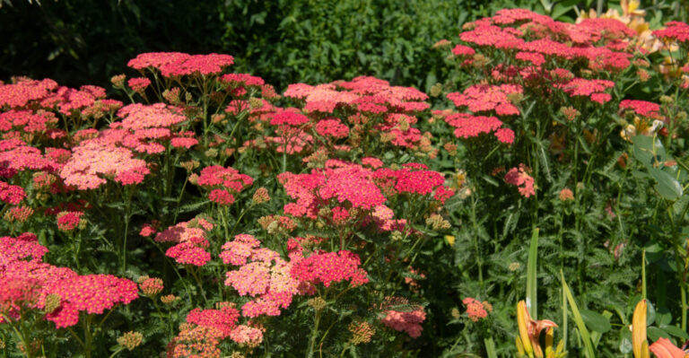 10 Low-Maintenance Plants Perfect For Oregon Cottage Gardens