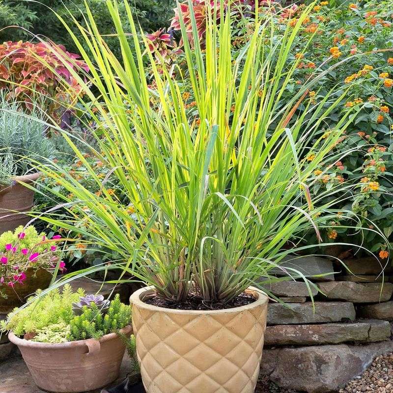 Citronella Grass