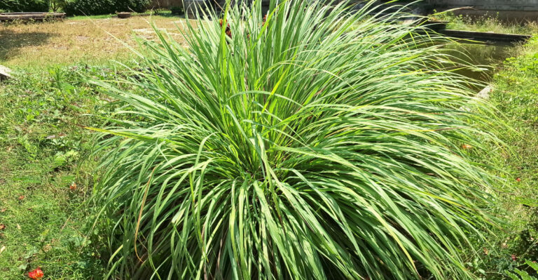 10 Mosquito-Repelling Plants California Homeowners Can Grow Near Patios
