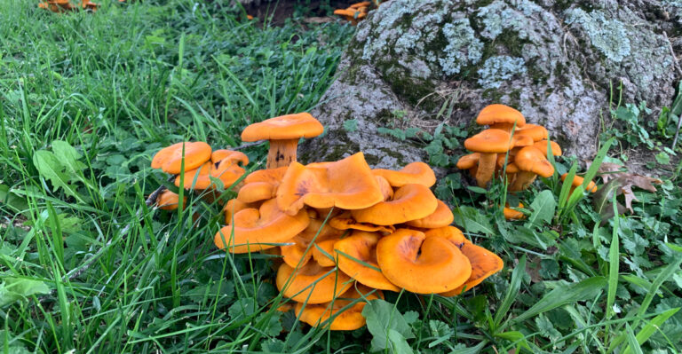 jack o lantern mushrooms