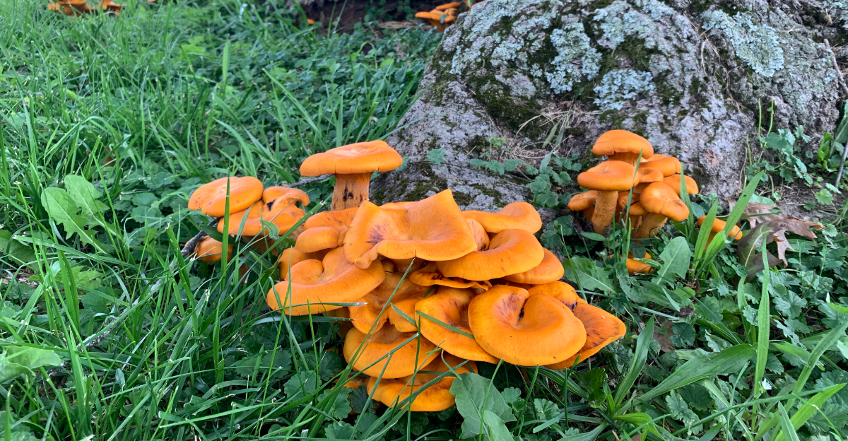 jack o lantern mushrooms