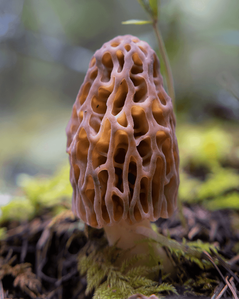 Morels Are The Honeycomb Gold Of Spring