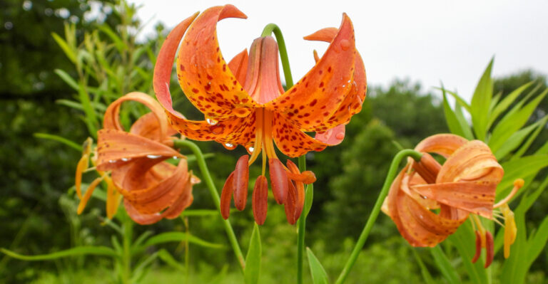orange daylily