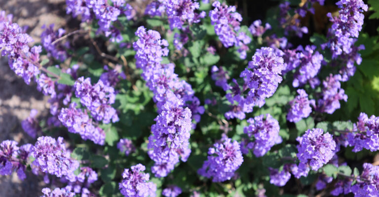 catmint