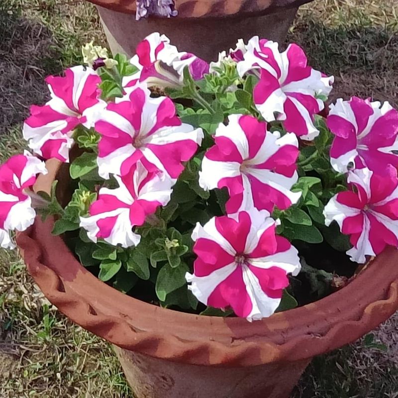 Petunias
