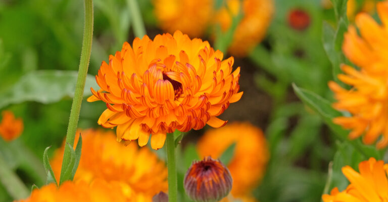 calendula