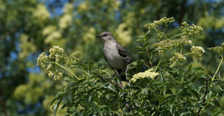 10 Oregon Shrubs That Give Birds Cover During Nesting Season