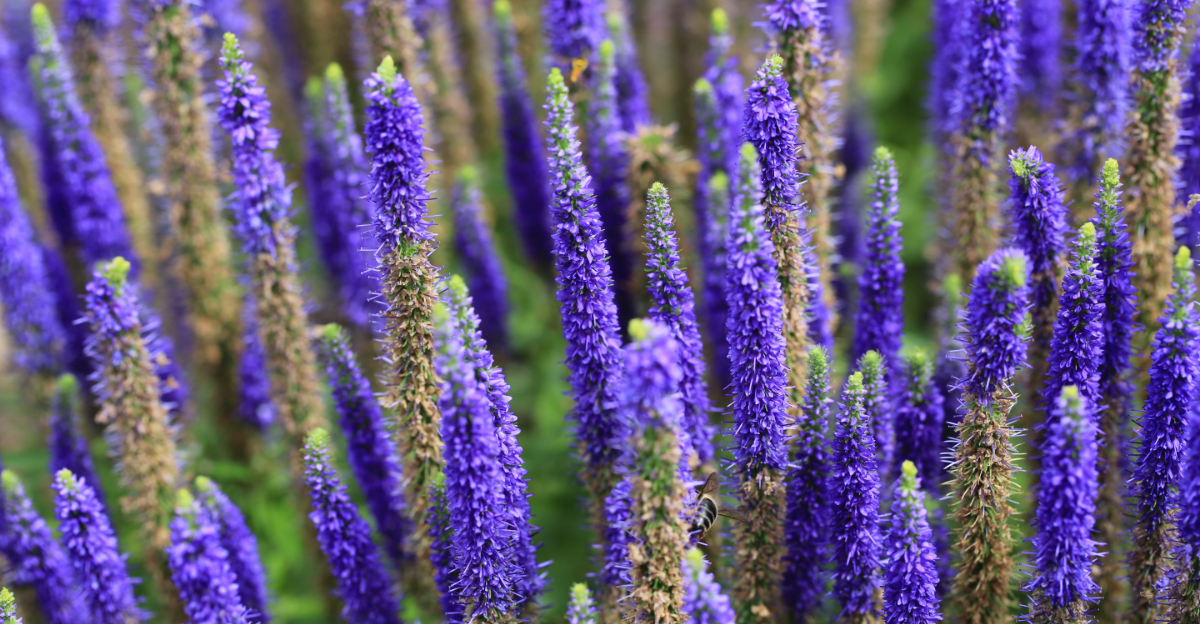 10 Perennial Flowers In Oregon That Easily Outcompete Weeds