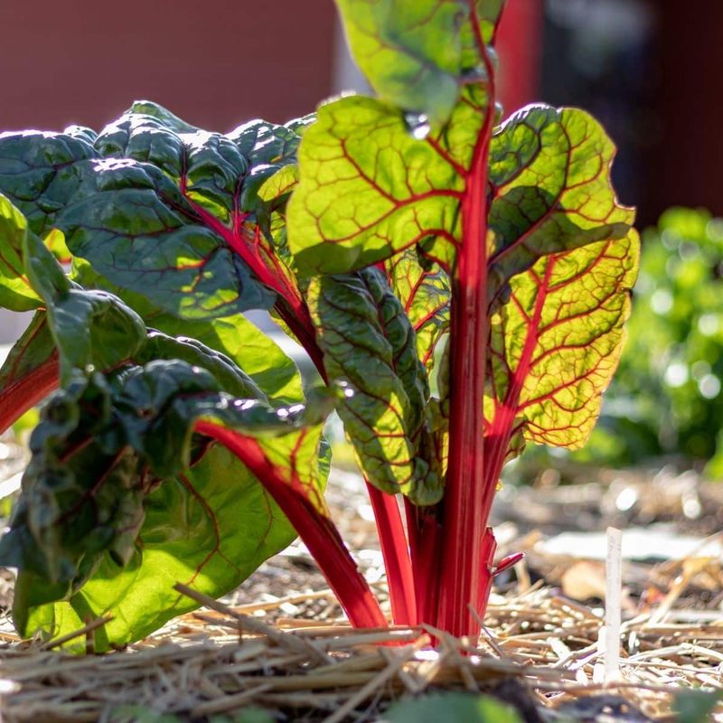Rhubarb Adds Tart Stalks In Cooler Arizona Spots