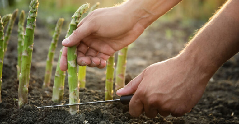 10 Perennial Vegetables To Plant In Arizona Once And Harvest For Years