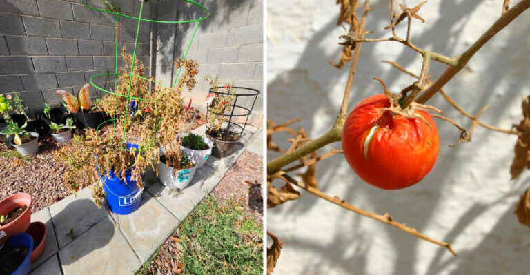 10 Places California Gardeners Should Not Plant Tomatoes