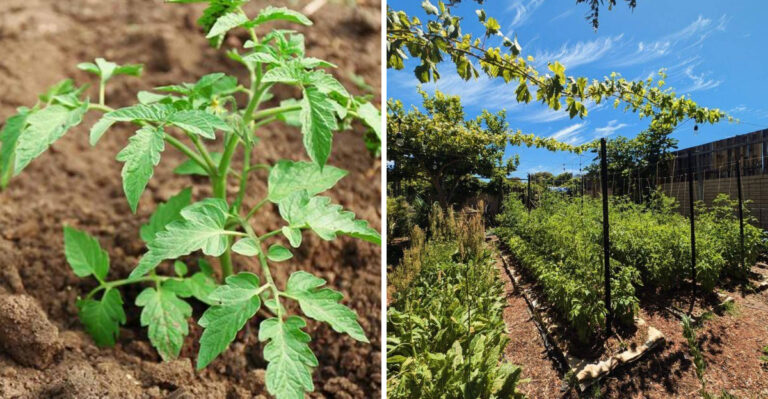 10 Places North Carolina Gardeners Should Never Plant Tomatoes