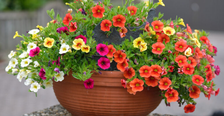 calibrachoa