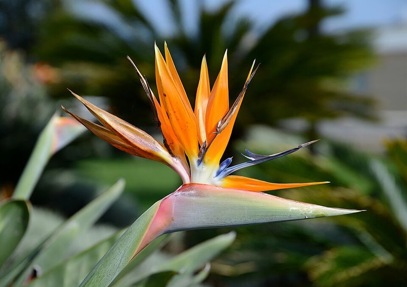 Bird Of Paradise Brings Bold Tropical Color