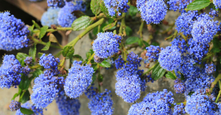 10 Plants That Instantly Make California Yards Look Lush