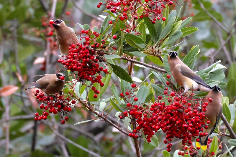 Toyon Feeds Birds With Bright Winter Berries
