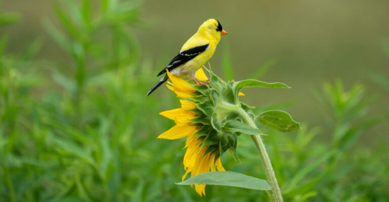 10 Plants That Turn California Gardens Into Bird Sanctuaries