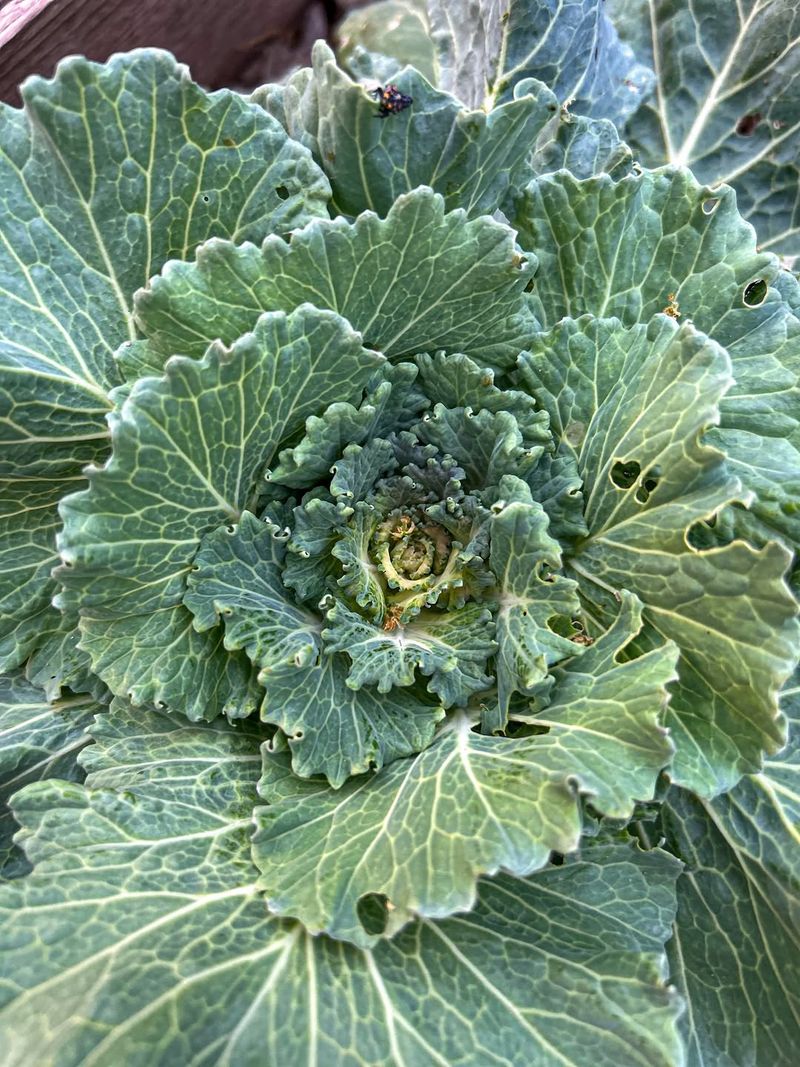 Kale Thriving Through Cool South Oregon Seasons